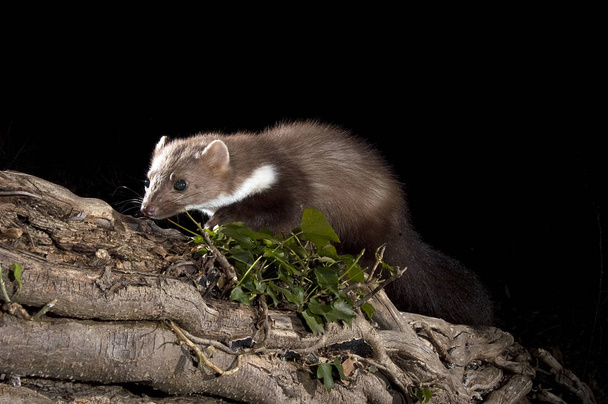 Stone Marten - Martes foina, between the branches of a tree, noc - Photo, Image