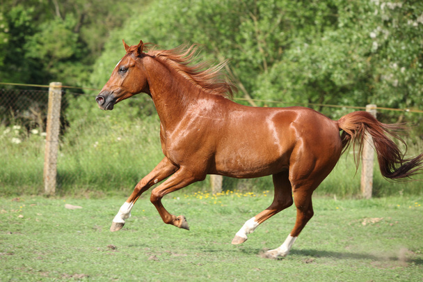 ωραίο καστανιάς αραβικό άλογο που τρέχει στο περιφραγμένο λιβάδι - Φωτογραφία, εικόνα