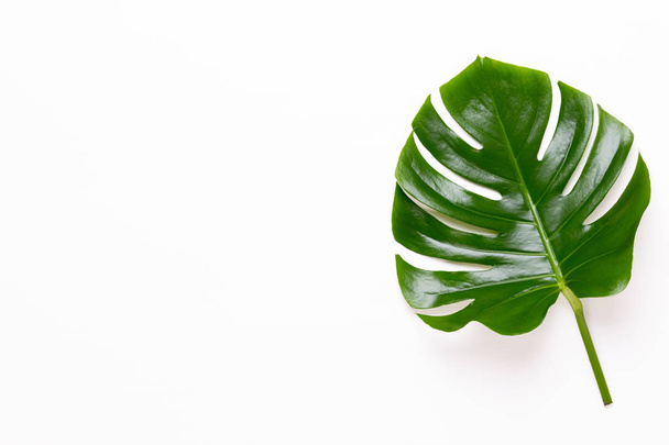 Tropical Jungle Leaf, Monstera, resting on flat surface, on whit - Foto, imagen