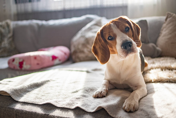 Beagle kutya-ra egy kényelmes kanapé, heverő, a nap esik az ablakon - Fotó, kép