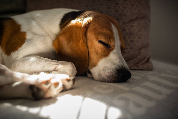 Beagle, pies zmęczony śpi na wygodną sofę, wpadają promienie słońca przez okno - Zdjęcie, obraz