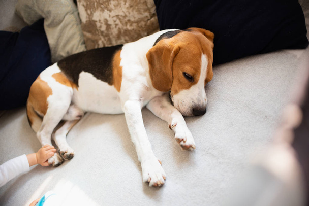 Beagle dog sleeps on a cozy sofa. - Photo, Image