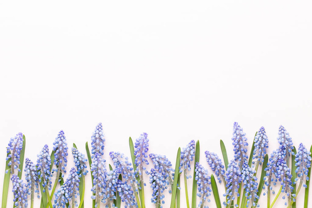 Spring blue muscari flowers. Muscari flowers on pink pastel back - Foto, afbeelding