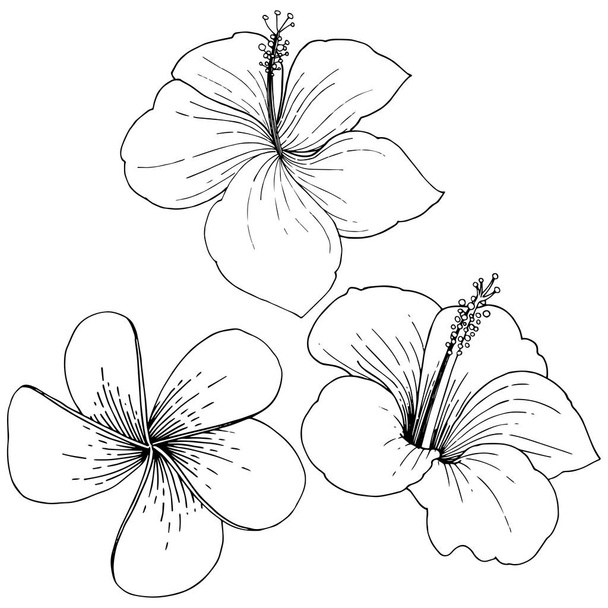 Vector Hibiscus flores tropicais florais. Folha selvagem primavera wildflower isolado. Tinta gravada a preto e branco. Isolado hibisco ilustração elemento sobre fundo branco sobre fundo branco
. - Vetor, Imagem