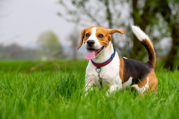 Pies Beagle biegnie i skacze z językiem przez zielone pole trawy wiosną - Zdjęcie, obraz