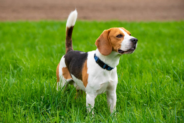 Pies Beagle na zielonej trawie pole wiosną - Zdjęcie, obraz
