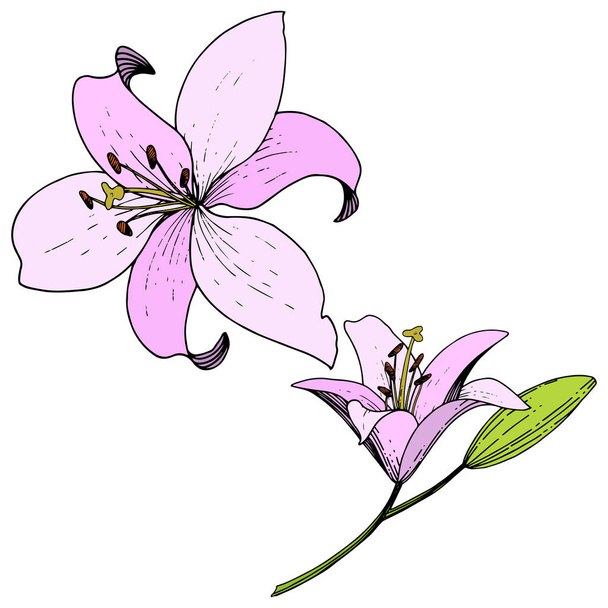 Διάνυσμα floral βοτανικό λουλούδι ροζ κρίνος. Χαραγμένο μελάνι τέχνης. Απομονωμένη κρίνοι εικονογράφηση στοιχείο σε λευκό φόντο. - Διάνυσμα, εικόνα