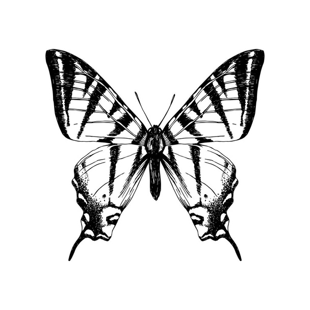 Hand drawn western tiger swallowtail butterfly - Vector, afbeelding