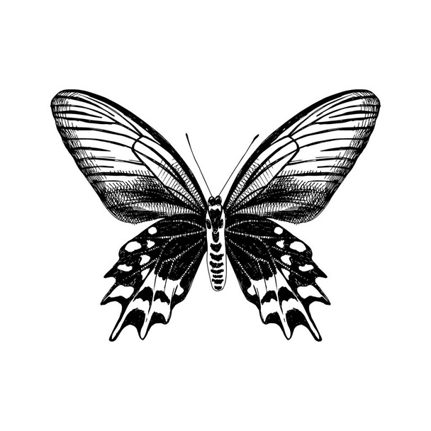 Hand drawn Antropaneura Semperi butterfly - Διάνυσμα, εικόνα