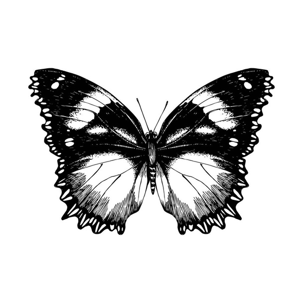 Hand drawn butterfly on white background - Διάνυσμα, εικόνα