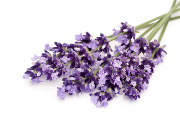 purple lavender on white - Fotoğraf, Görsel