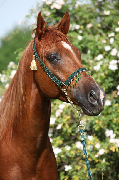pięknych koni arabskich przed niektóre kwiaty - Zdjęcie, obraz