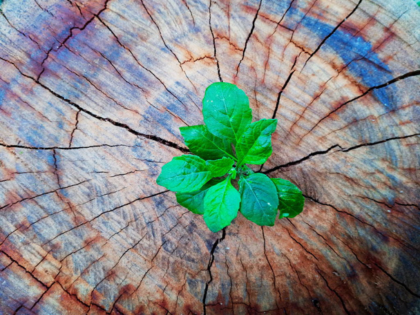 Planta que cresce através de tronco de toco de árvore
 - Foto, Imagem