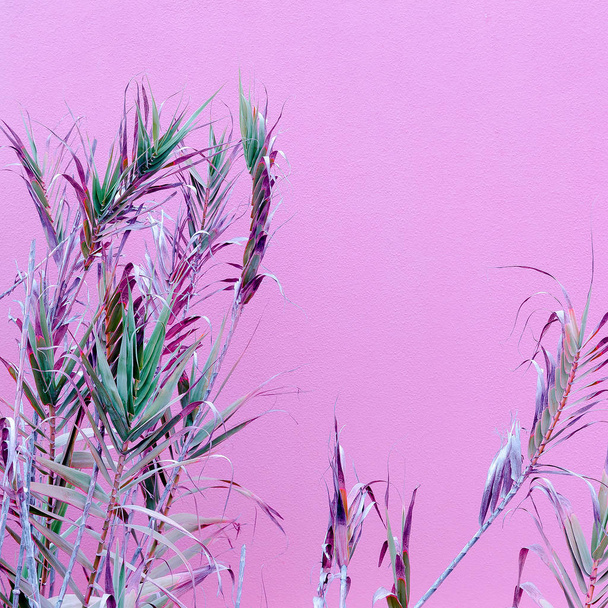 Plants on pink concept. Plant lover art - Fotoğraf, Görsel