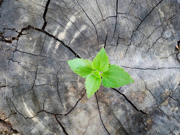 Plante poussant à travers le tronc de la souche d'arbre
 - Photo, image