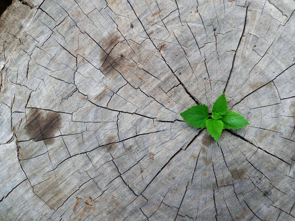 Planta que cresce através de tronco de toco de árvore
 - Foto, Imagem