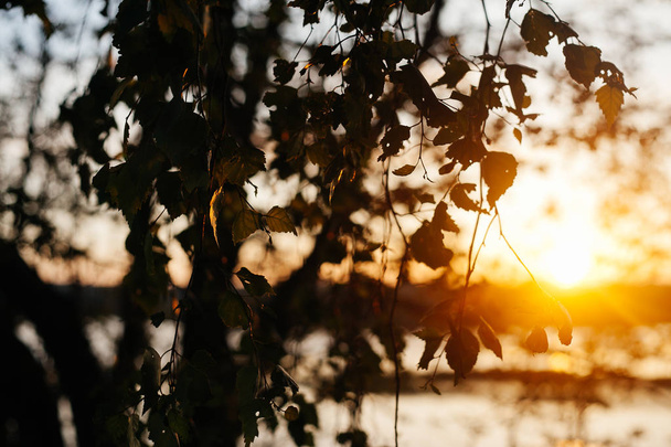 A set of fresh birch leaves in the sunset with a beautiful blurr - Foto, immagini