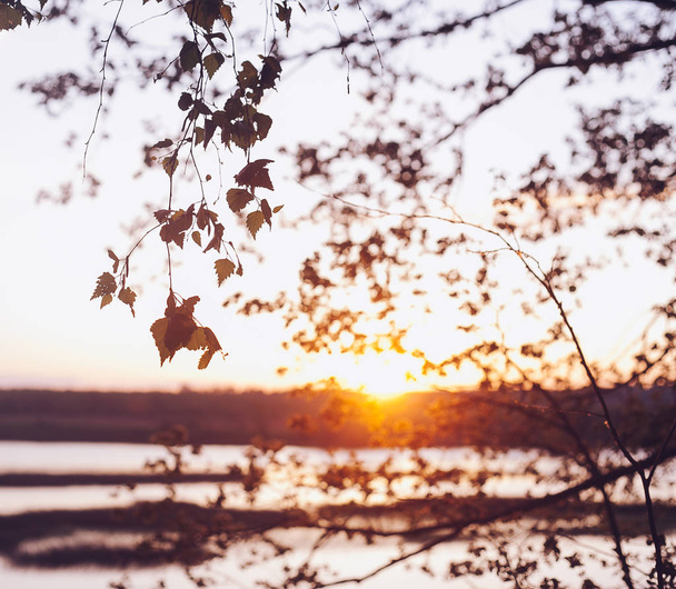 A set of fresh birch leaves in the sunset with a beautiful blurr - Foto, Imagem