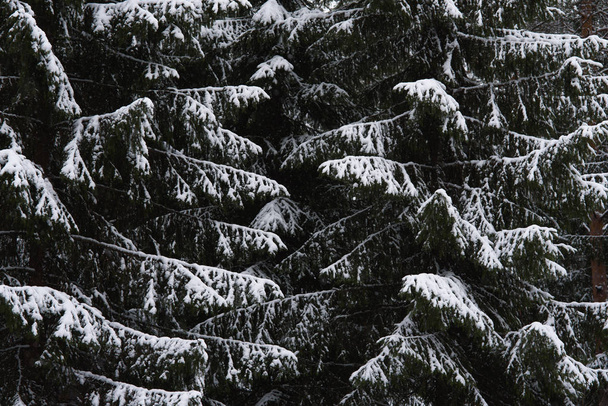Melting of the snow in forest - Foto, imagen
