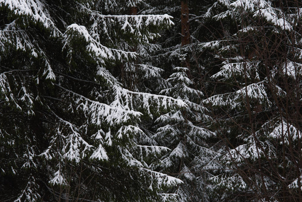 Schneeschmelze im Wald - Foto, Bild