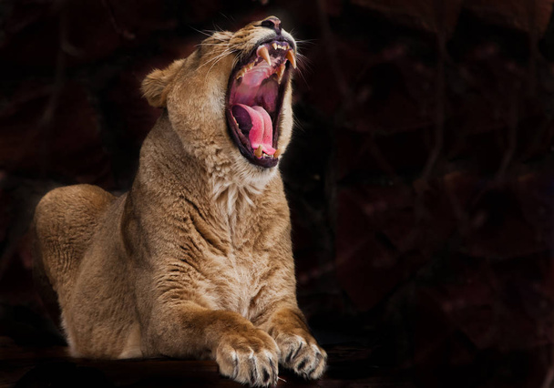 predatory lioness with a wide open red hungry voracious mouth, t - Foto, Imagem