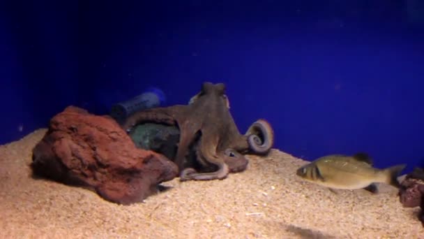 Восьминіг в акваріумі на синьому тлі - Кадри, відео