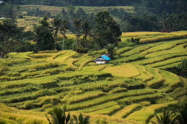 Terrazza di riso Jatiluwih
 - Foto, immagini