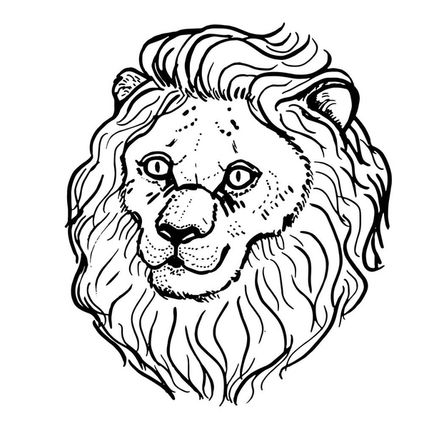 Hand drawn lion head on white background - Vector, Image