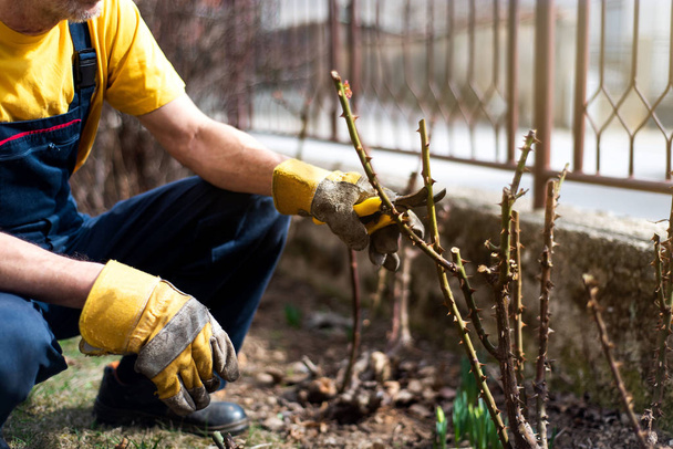 Man pruning roses in the yard - Photo, Image