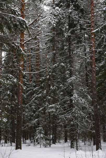 Melting of the snow in forest - Zdjęcie, obraz