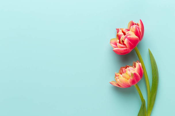 Spring flowers, tulips on pastel colors background. Retro vintag - 写真・画像