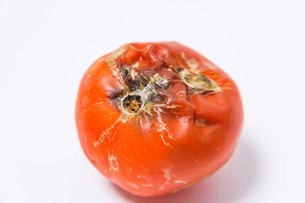 Choroby pomidorów. Zepsuty pomidor z pleśni na białym tle. Zagrożenie ekologiczne w rolnictwie. Niewłaściwe przechowywanie warzyw. - Zdjęcie, obraz