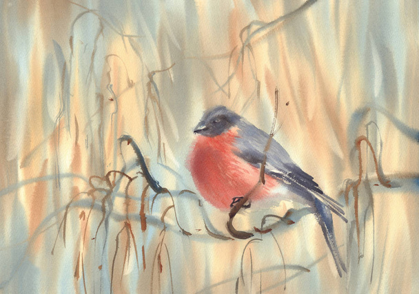 little bird bullfinch on the branch watercolor background - Photo, image