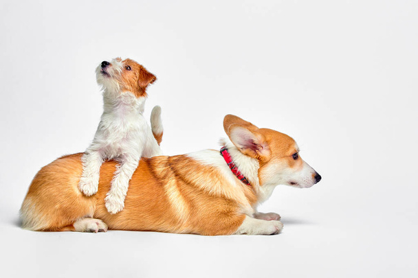 chiens jouent en studio sur un fond blanc regarde le haut de Jack Russell Terrier et Welsh Corgi
 - Photo, image