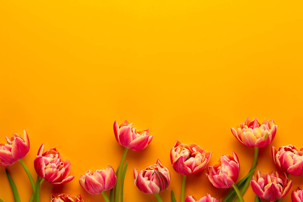 Spring flowers, tulips on pastel colors background. Retro vintag - Foto, Imagen