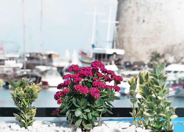 Lecho de flores sobre fondo marino borroso. Muelle de mar con barcos y yates
 - Foto, imagen