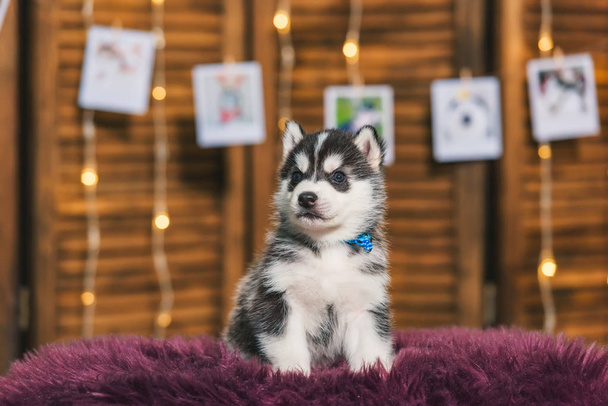 子犬ハスキー黒と白の色。木製のスクリーン。ハスキー犬の肖像写真。光る花輪。写真はロープに掛かっている。犬はふわふわの毛布の上に座っている. - 写真・画像