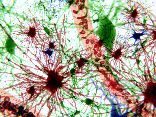 Agysejtek: Asztrociták (piros), idegsejtekhez (piros), microglia sejtek (kék) - Fotó, kép