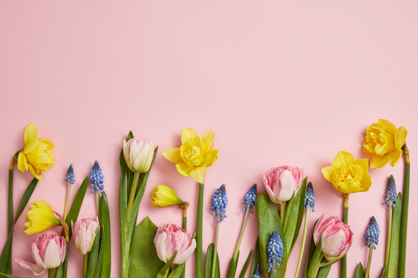 vista superior de tulipanes rosados frescos, jacintos azules y flores narcisas amarillas sobre fondo rosa
 - Foto, imagen