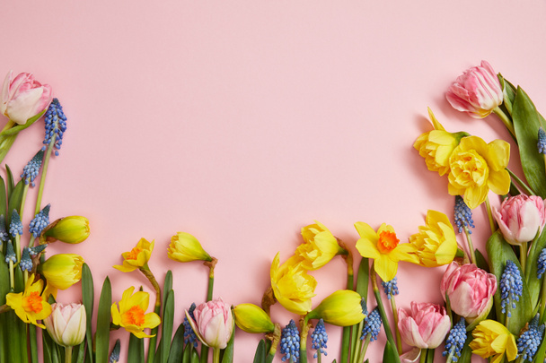 vista superior de hermosos tulipanes rosados, jacintos azules y narcisos amarillos sobre fondo rosa
 - Foto, imagen