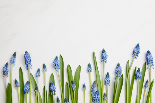 vista superior de jacintos azules frescos dispuestos en línea horizontal sobre fondo rosa
 - Foto, imagen