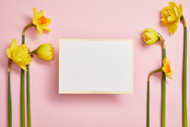 top view of beautiful yellow daffodils and white empty card on pink background - Foto, afbeelding