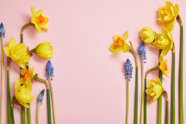 top view of beautiful blue hyacinths and yellow daffodils on pink background with copy space - Фото, изображение