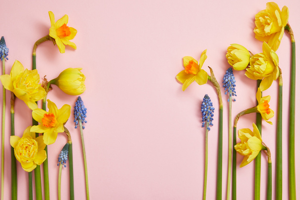 top view of beautiful blue hyacinths and yellow daffodils on pink background with copy space - Photo, Image