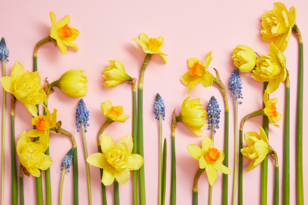 κάτοψη του όμορφη μπλε υάκινθοι και κίτρινο daffodils σε ροζ  - Φωτογραφία, εικόνα