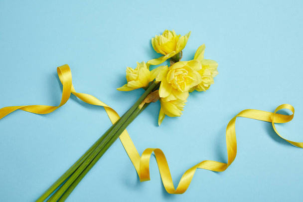 top view of beautiful yellow daffodils and yellow satin ribbon on blue  - Фото, зображення