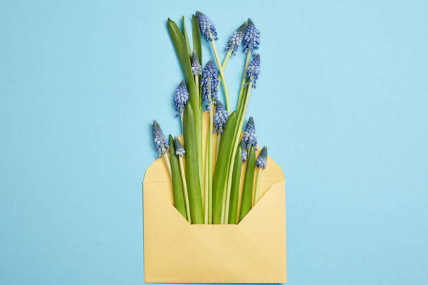 Draufsicht auf wunderschöne blaue Hyazinthen in gelbem Umschlag auf blau  - Foto, Bild