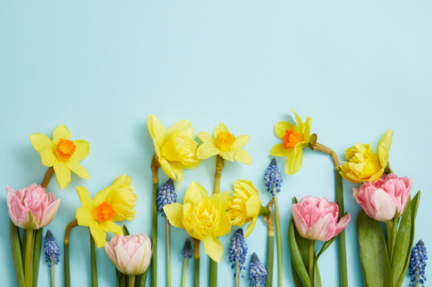 pohled shora růžové tulipány, žluté narcisy a hyacinty modré na modrém pozadí  - Fotografie, Obrázek