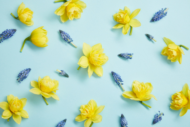 top view of yellow narcissus and blue hyacinths flowers on blue background - Foto, imagen