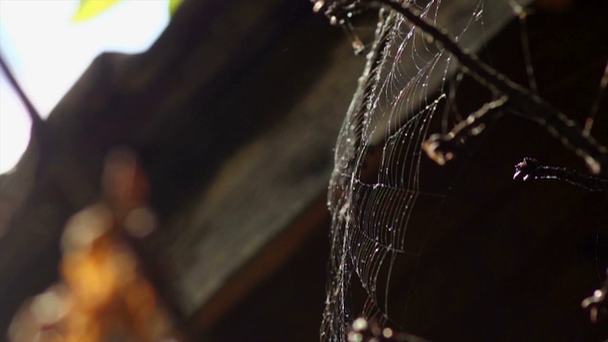 35mm camera - Spider web swaying in the wind - Felvétel, videó